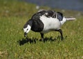 Barnacle goose Branta leucopsis Royalty Free Stock Photo