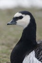 Barnacle goose, Branta leucopsis Royalty Free Stock Photo