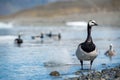 Barnacle Goose