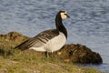 Barnacle Goose - Branta leucopsis - at PyrÃÂ©nÃÂ©es-Orientales, France