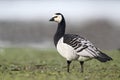 Barnacle goose, Branta leucopsis