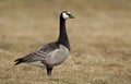 Barnacle goose