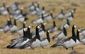 Group off Barnacle goose Royalty Free Stock Photo