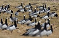 Group off Barnacle goose Royalty Free Stock Photo