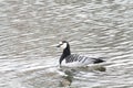 Barnacle goose or Branta leucopsis. Wild bird afloat Royalty Free Stock Photo