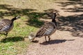 Barnacle goose with child on a sunlit path in a park in MalmÃÂ¶, Sweden Royalty Free Stock Photo