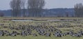 Barnacle goose at ferryman sand in Wedel near Hamburg