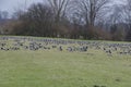 Barnacle goose at ferryman sand in Wedel near Hamburg