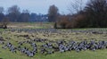 Barnacle goose at ferryman sand in Wedel near Hamburg