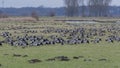 Barnacle goose at ferryman sand in Wedel near Hamburg