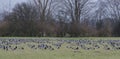 Barnacle goose at ferryman sand in Wedel near Hamburg