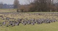 Barnacle goose at ferryman sand in Wedel near Hamburg