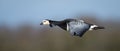 Barnacle Goose in Flight