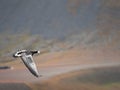Barnacle goose flying over the arctic sea. Svalbard, Norway Royalty Free Stock Photo