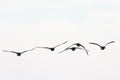 Barnacle goose flying Royalty Free Stock Photo