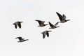 Barnacle goose flying Royalty Free Stock Photo