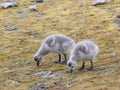Barnacle goose goslings - Arctic, Spitsbergen Royalty Free Stock Photo