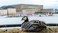 Barnacle Goose with her three goslings under her wing