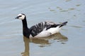 Barnacle goose picking up speed