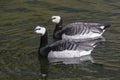 Barnacle Goose in shimmering water at daytime. Royalty Free Stock Photo