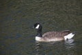 Barnacle goose in shimmering water Royalty Free Stock Photo