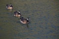 Barnacle goose in shimmering water Royalty Free Stock Photo