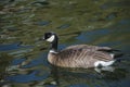 Barnacle goose in shimmering water Royalty Free Stock Photo