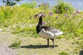 Barnacle goose on the shore of Suomenlinna Royalty Free Stock Photo