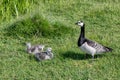 Barnacle Goose with two chicks Royalty Free Stock Photo