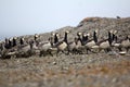 Barnacle goose worrying in front of camera in Arctic desert Royalty Free Stock Photo