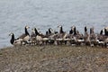 Barnacle goose worrying in front of camera in Arctic desert Royalty Free Stock Photo