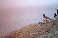 Barnacle goose worrying in front of camera in Arctic desert Royalty Free Stock Photo