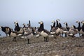 Barnacle goose worrying in front of camera in Arctic desert Royalty Free Stock Photo