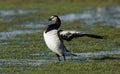 Barnacle Goose & x28;Branta leucopsis& x29; on Wetland