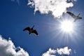 Barnacle geese flying