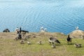 Barnacle gooses and goslings walking on a park embankment in center of Helsinki, Finland