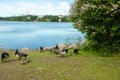 Barnacle gooses and goslings walking on a park embankment in center of Helsinki, Finland