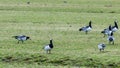 Barnacle gooses standing at a Dutch grass landscape eating grass at the frisian islands, Schiermonnikoog, the Netherlands