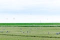 Barnacle gooses standing at a Dutch grass landscape eating grass at the frisian islands, Schiermonnikoog, the Netherlands