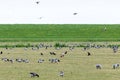 Barnacle gooses standing at a Dutch grass landscape eating grass at the frisian islands, Schiermonnikoog, the Netherlands