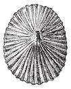Barnacle or Lepas sp., vintage engraving Royalty Free Stock Photo