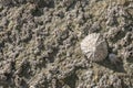 Barnacle and limpet encrusted rock texture / background at the beach Royalty Free Stock Photo