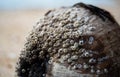 A barnacle perched on a coconut floating