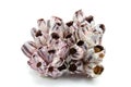 Barnacle seashell isolated on white background Royalty Free Stock Photo