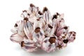 Barnacle seashell isolated on white background Royalty Free Stock Photo