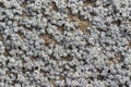Barnacle Texture Background Royalty Free Stock Photo