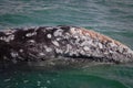 Barnacled gray whale Royalty Free Stock Photo