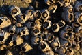 Barnacles