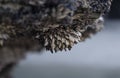 barnacles adhered to the rocks in the coast Royalty Free Stock Photo