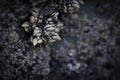 barnacles adhered to the rocks in the coast Royalty Free Stock Photo